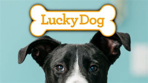 Lucky dog - Katalogtitlar aktuella för bokning - Klicka här. bottom of page